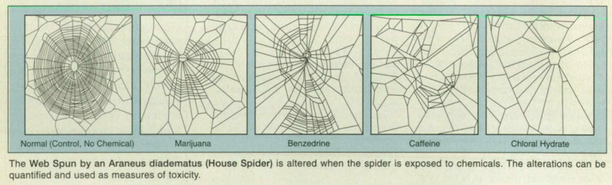 spiders on drugs 3.png